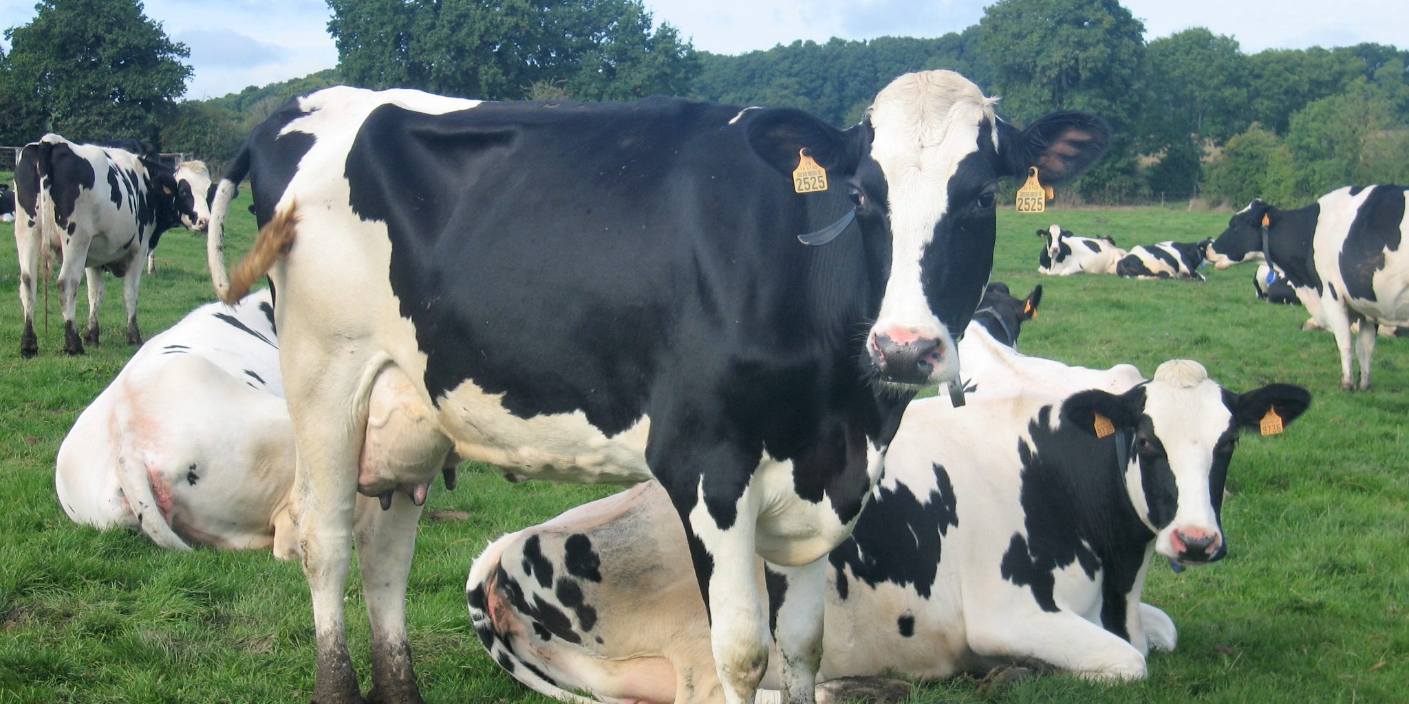 Discover the working Dairy farm whilst staying at the French Farmhouse Normandy