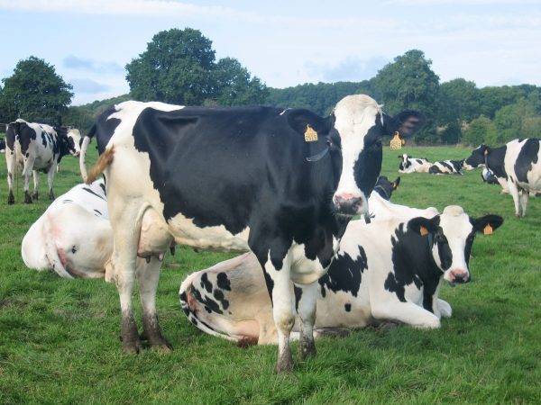 Discover the working Dairy farm whilst staying at the French Farmhouse Normandy